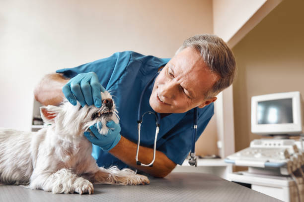 Best Emergency Dental Care for Broken or Chipped Teeth in Crescent City, FL